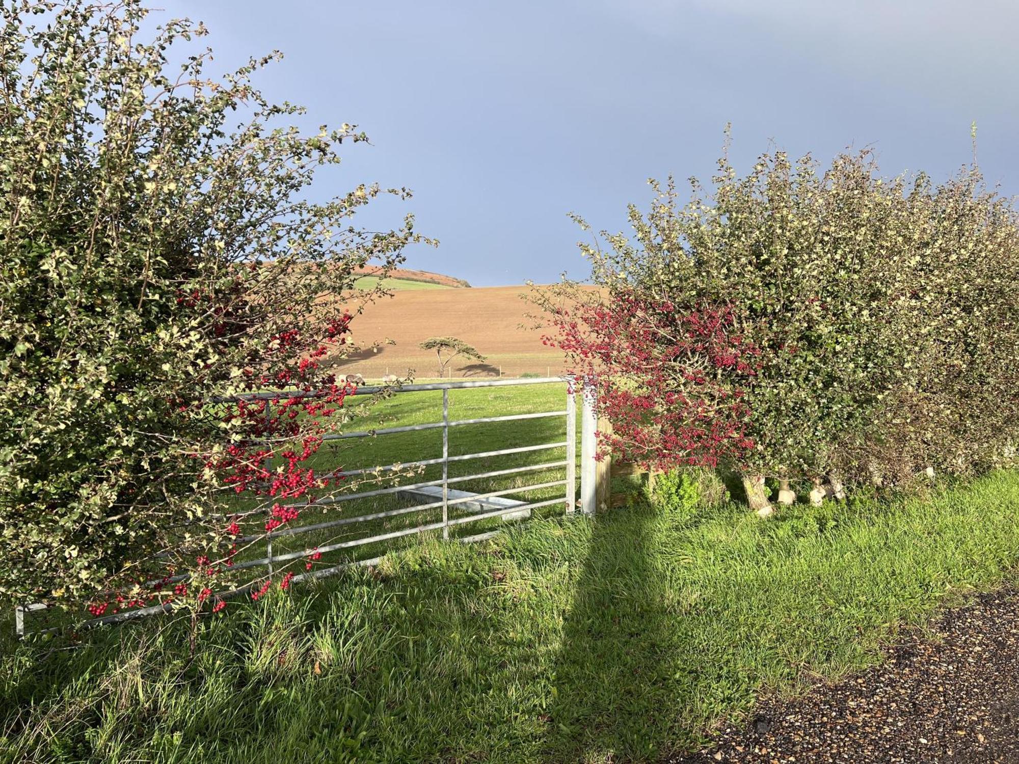 Poachers Hut - Captivating 1-Bed Cottage Shorwell Buitenkant foto