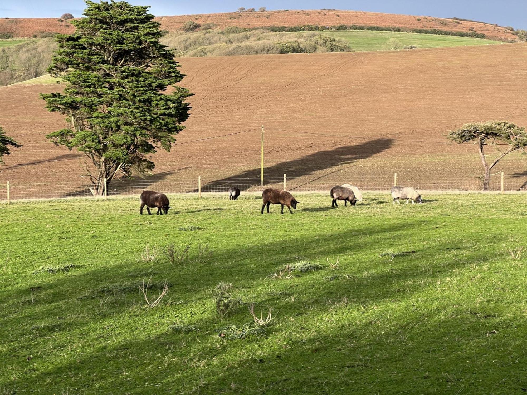 Poachers Hut - Captivating 1-Bed Cottage Shorwell Buitenkant foto